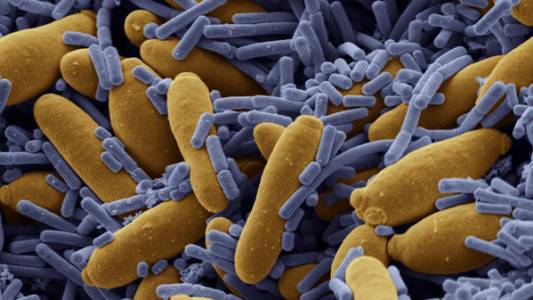 I nostri inquilini: i batteri