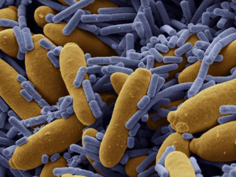 I nostri inquilini: i batteri -   